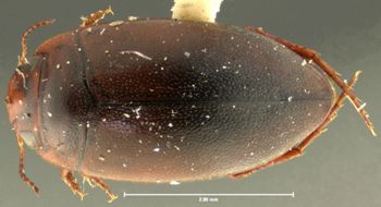 Media type: image;   Entomology 23917 Aspect: habitus dorsal view
